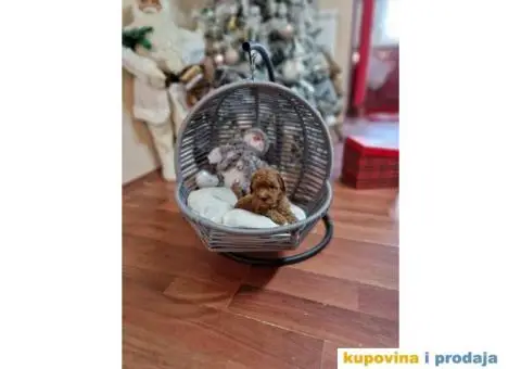 Preslatke bebice toy PUDLICA  spremne za preuzimanje - 5/6