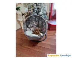 Preslatke bebice toy PUDLICA  spremne za preuzimanje