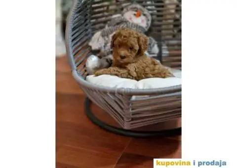 Preslatke bebice toy PUDLICA  spremne za preuzimanje - 6/6
