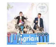 Odgajivacnica PATULJASTIH SNAUCERA  Biber so