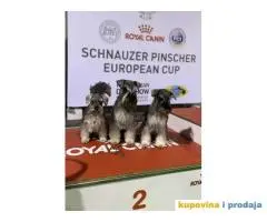 Odgajivacnica PATULJASTIH SNAUCERA  Biber so