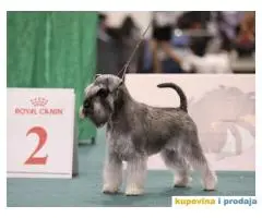 Odgajivacnica PATULJASTIH SNAUCERA  Biber so