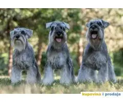 Odgajivacnica PATULJASTIH SNAUCERA  Biber so