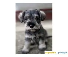 Štenci PATULJASTOG ŠNAUCERA