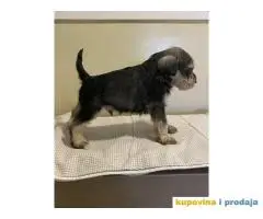 Štenci PATULJASTOG ŠNAUCERA