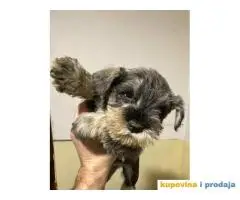 Štenci PATULJASTOG ŠNAUCERA