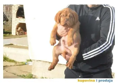 BORDOSKE DOGE stenci vrhunskog porekla - 1/5