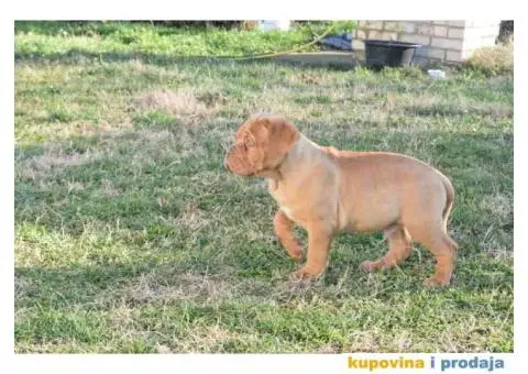 BORDOSKE DOGE stenci vrhunskog porekla - 2/5