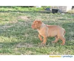 BORDOSKE DOGE stenci vrhunskog porekla