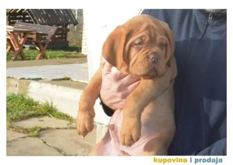 BORDOSKE DOGE stenci vrhunskog porekla - 3/5