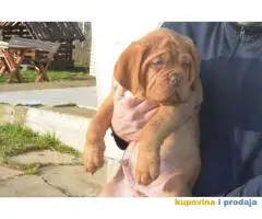 BORDOSKE DOGE stenci vrhunskog porekla