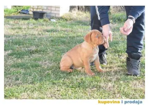 BORDOSKE DOGE stenci vrhunskog porekla - 4/5