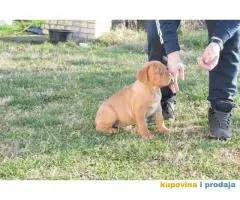 BORDOSKE DOGE stenci vrhunskog porekla