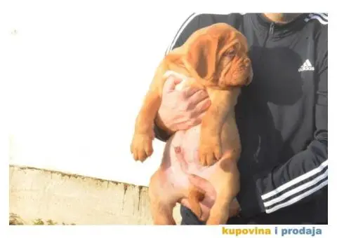 BORDOSKE DOGE stenci vrhunskog porekla - 5/5