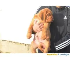 BORDOSKE DOGE stenci vrhunskog porekla