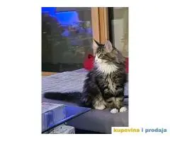 Norveške šumske mačke, dva mužjaka