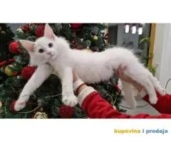 Norveške šumske mačke, dva mužjaka