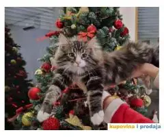 Norveške šumske mačke, dva mužjaka