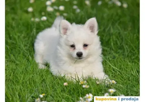 Nemački špic, štenci snežno bele boje, - 1/9