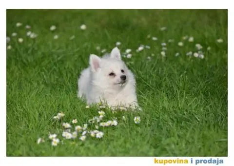 Nemački špic, štenci snežno bele boje, - 2/9