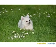 Nemački špic, štenci snežno bele boje,