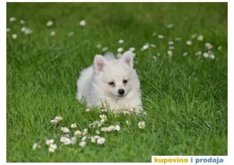 Nemački špic, štenci snežno bele boje, - 3/9