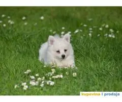 Nemački špic, štenci snežno bele boje,