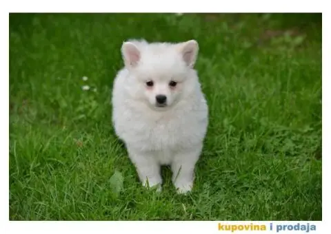 Nemački špic, štenci snežno bele boje, - 4/9