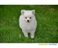 Nemački špic, štenci snežno bele boje,