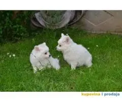 Nemački špic, štenci snežno bele boje,