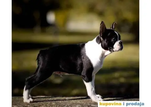 BOSTON TERIJER  tri prelepa muzjaka - 1/5