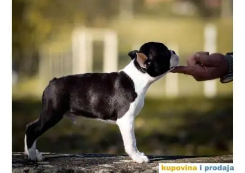 BOSTON TERIJER  tri prelepa muzjaka - 2/5