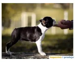 BOSTON TERIJER  tri prelepa muzjaka