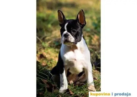 BOSTON TERIJER  tri prelepa muzjaka - 3/5