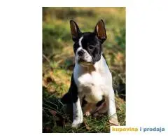 BOSTON TERIJER  tri prelepa muzjaka