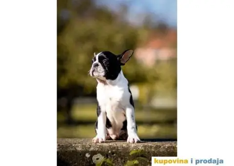 BOSTON TERIJER  tri prelepa muzjaka - 4/5