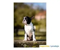 BOSTON TERIJER  tri prelepa muzjaka