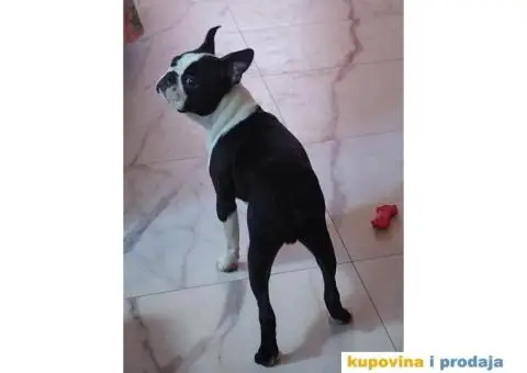 BOSTON TERIJER  tri prelepa muzjaka - 5/5