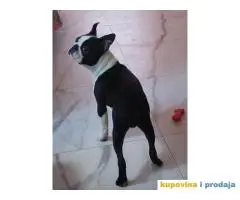 BOSTON TERIJER  tri prelepa muzjaka