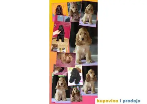 Engleski koker španijel