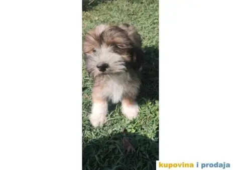 Havanski Bišon štenci - 1/5