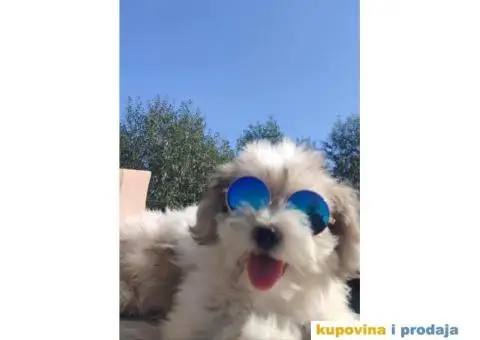 Havanski Bišon štenci - 2/5