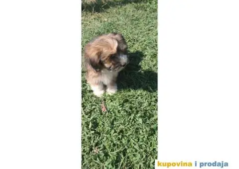 Havanski Bišon štenci - 3/5