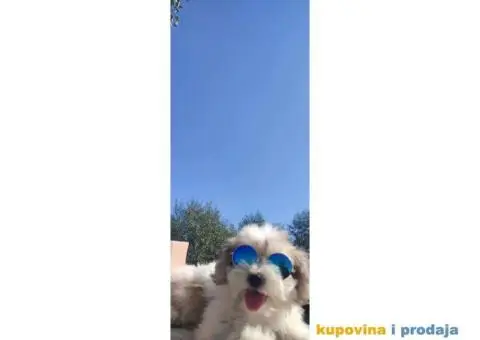 Havanski Bišon štenci - 4/5