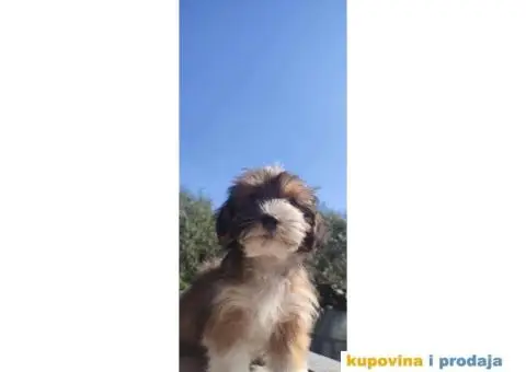 Havanski Bišon štenci - 5/5