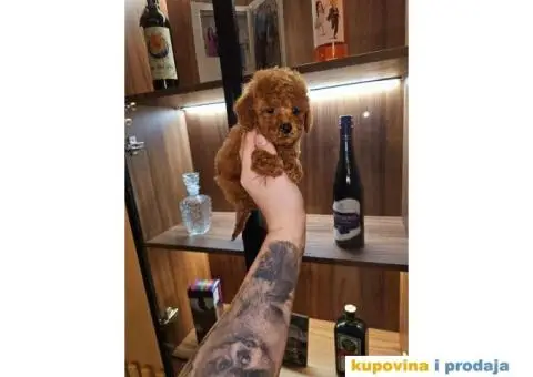 Toy PUDLICE crvene boje u POM HASH STARS - 1/6