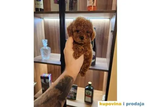 Toy PUDLICE crvene boje u POM HASH STARS - 3/6