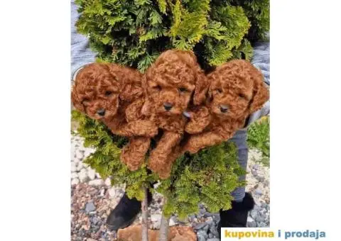 Toy PUDLICE crvene boje u POM HASH STARS - 4/6