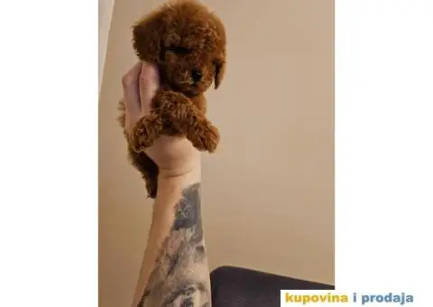 Toy PUDLICE crvene boje u POM HASH STARS - 5/6