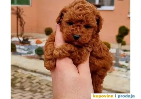 Toy PUDLICE crvene boje u POM HASH STARS - 6/6